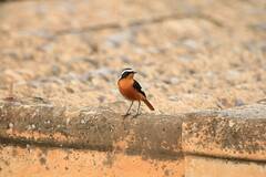 Phoenicurus moussieri