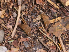 Seseria formosana