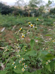 Galinsoga quadriradiata