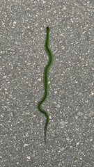 Erythrolamprus typhlus