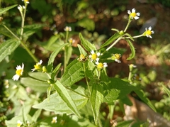 Galinsoga quadriradiata