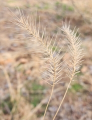 Elymus hystrix
