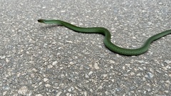 Erythrolamprus typhlus