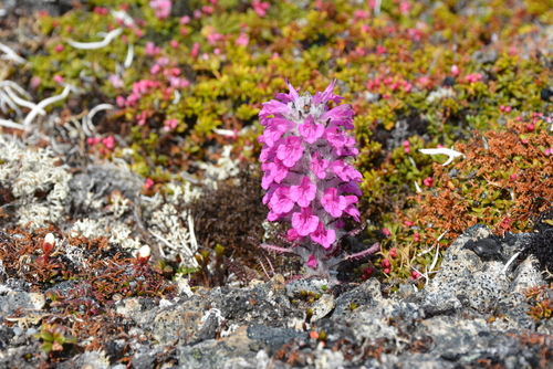 Woolly Lousewort
