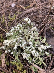 Cladonia foliacea