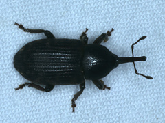 Siraton internatus