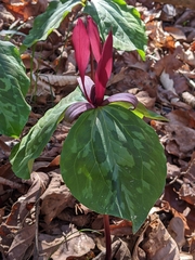 Trillium maculatum