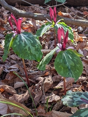 Trillium maculatum