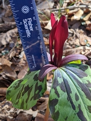 Trillium maculatum
