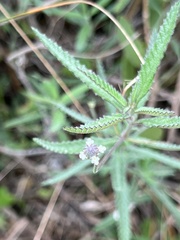 Lippia stoechadifolia