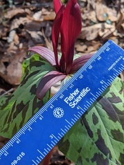 Trillium maculatum
