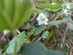 Rubus corchorifolius