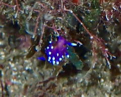 Coryphellina arveloi