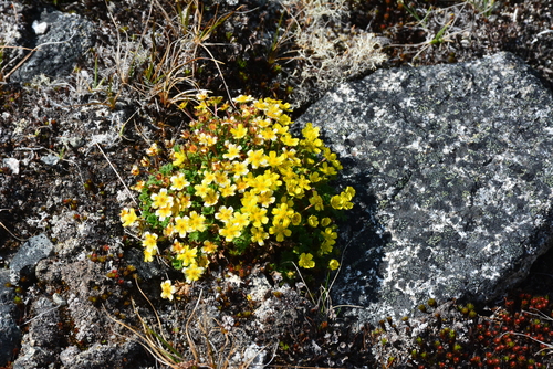 Image of Potentilla elegans by no rights reserved