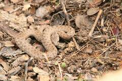 Macroprotodon mauritanicus