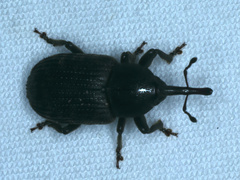 Siraton internatus