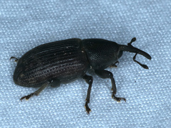 Siraton internatus