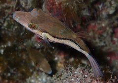 Canthigaster capistrata