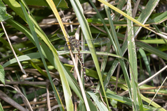 Austroaeschna unicornis