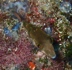 Canthigaster capistrata