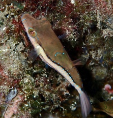 Canthigaster capistrata