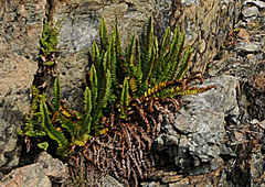 Polystichum lemmonii