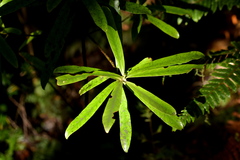 Myrsine salicina