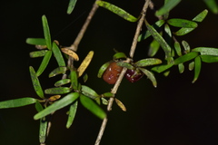 Coprosma