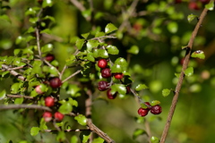Gaultheria antipoda