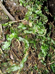 Pallavicinia lyellii