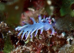 Flabellina llerae
