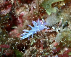 Flabellina llerae