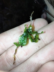 Pallavicinia lyellii