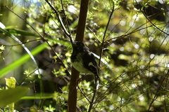 Petroica macrocephala toitoi