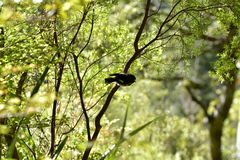 Petroica macrocephala toitoi