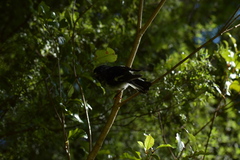 Petroica macrocephala toitoi