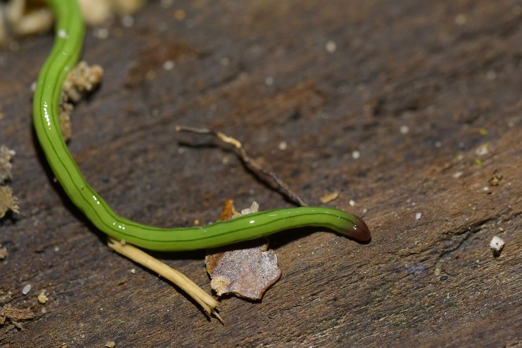 Caenoplana tenuis