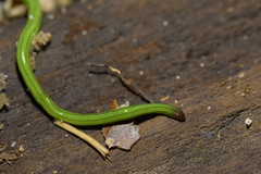 Australopacifica
