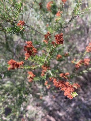 Erica manipuliflora