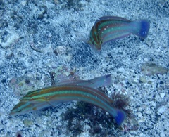 Coris atlantica