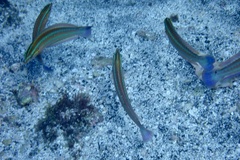 Coris atlantica