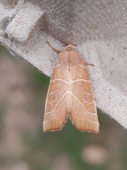 Atethmia algirica