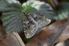 Esakiopteryx volitans