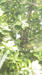 Calophyllum inophyllum