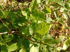 Persicaria chinensis