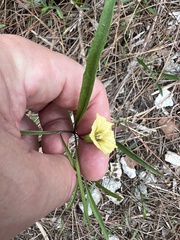 Physalis angustifolia