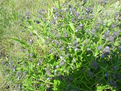 Nepeta ucranica