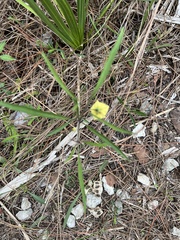 Physalis angustifolia
