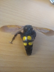 Megascolia maculata flavifrons