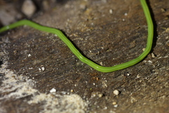 Australopacifica